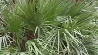 Saw Palmetto [upl. by Win]