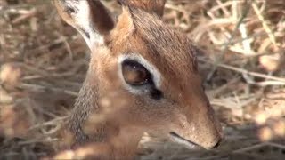 What is a DikDik [upl. by Nidia636]