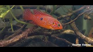 Red Jewel Cichlid Hemichromis bimaculatus Habitat Tank and Breeding Behaviour [upl. by Lamoree]