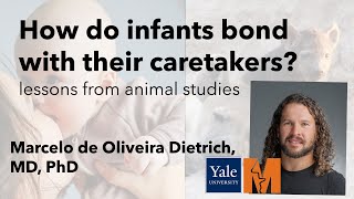 How Do Infants Bond with Their Caretakers Marcelo de Oliveira Dietrich [upl. by Hairabez]