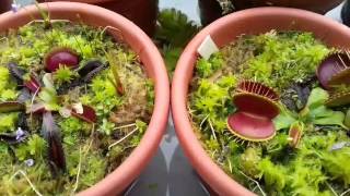 Dionaea Muscipula  como cuidar ou cultivar atualizado para iniciantes [upl. by Eniffit812]