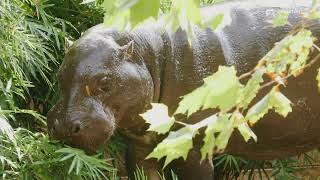 Houston Zoo Welcomes Male Pygmy Hippo [upl. by Eintruoc357]