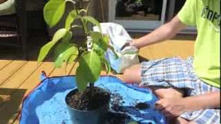 Indian Banyan Tree Update and Repot  Ficus benghalensis [upl. by Sturges399]