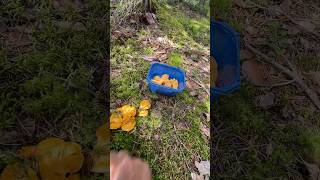 Panen jamur  Chanterelles  Kantareller shortvideo shorts chanterelles food shortfeed [upl. by Ahsinel]