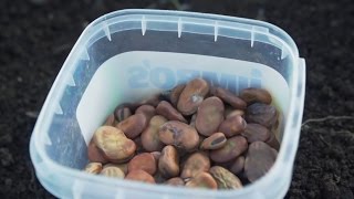 How To Sow Broad Beans And Save Bean Seeds [upl. by Allegra]