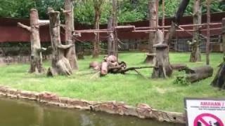 Bonobos in Zoo Taiping amp Night Safari Malaysia [upl. by Rubenstein916]