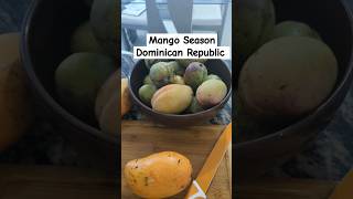 Its getting hotter in Sosua Dominican Republic and The mangos are READY sosua mango yummy [upl. by Isla]