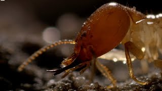 Inside A Termite Fortress  Seasonal Wonderlands  BBC Earth [upl. by Ahsinek]