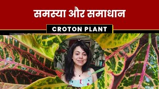 Problem amp Solution with full information about Croton Plant [upl. by Aloz912]