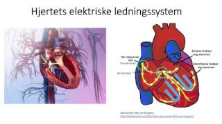 Sirkulasjonssystemet Hjertets elektriske ledningssystem [upl. by Retnuh]