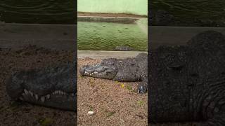 Crocodile 🐊 park  fish fry amaravathi dam [upl. by Hyde]