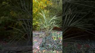 Full sun garden bed longisland newyork gardening nature cacti palm yucca fyp nature fypp [upl. by Gothard57]