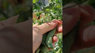 Snap peas harvesting from farmers with beautiful natural farming harvesting [upl. by Childs]