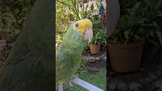 Fito tu Esposa te Domina Loros Hablando Loro que Habla Shorts parrot humor amor birds aves [upl. by Casi863]