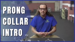 Intro to Prong Collars  How to Dog Training [upl. by Hannej34]