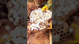 bee beekeeping shortvideo shortvideo fyp [upl. by Geaghan]