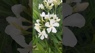 How to Grow White oleander flowers from cuttings at home for beginners  oleander gardenscapes [upl. by Souza]