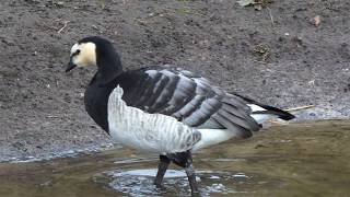 Barnacle Goose [upl. by Cammy]