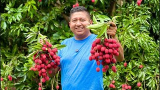 Cosechando LICHIS en la SIERRA de GUERRERO ¡Una fruta exótica exquisita [upl. by Brockwell]