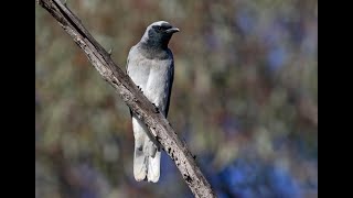 Black Faced Cuckoo Shrike calls [upl. by Rubliw]