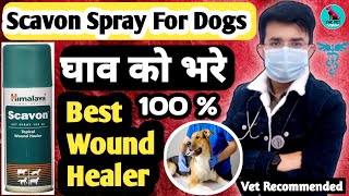 Scavon Spray  Best Wound Healer  Maggoted Wound Treatment  जानिए कैसे काम करता है 🤔 100 [upl. by Allemap]