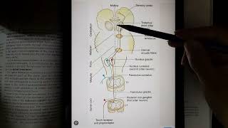 Dorsal spinothalamic tract Dorsal column medial leminiscus Pathway [upl. by Avie]