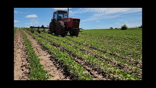 Organic Soybeans 2024 cultivation 3rd pass [upl. by Ayotal758]