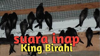 suara inap king birahi 👍👍 [upl. by Abramson891]