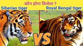 Siberian tiger vs royal bengal tiger  bengal tiger vs siberian tiger who will win [upl. by Enirahtak305]