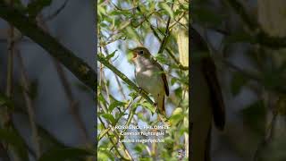 LE CHANT DU ROSSIGNOL PHILOMÈLE  NIGHTINGALE SINGING [upl. by Venola562]