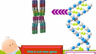 DNA AllelesGenesChromosomesNucleus of CellsTraits [upl. by Ardnwahs]