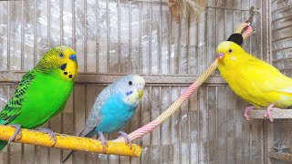 3 Hr Happy Parakeets Eating Singing Playing Budgies Chirping Reduce Stress of lonely Bird Videos [upl. by Yelnikcm]