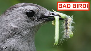 BIRD EATS MY BUTTERFLY CATERPILLARS [upl. by Enelyahs608]