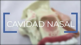 CAVIDAD NASAL [upl. by Jessalyn156]