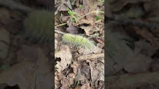 American Dagger Moth Caterpillar nature naturelovers insects wildlife [upl. by Inafetse829]