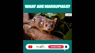 What are Marsupials Animals  Marsupial Mammals  Science for kids marsupials plufo shorts [upl. by Celik759]