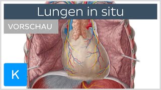 Lungen in Situ Topographie und Funktionen Vorschau  Kenhub [upl. by Nasas]