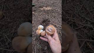 Amazing King Bolete Cep Boletus edulis shorts new nature viral forest trending foryou wood [upl. by Atillertse]