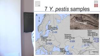 Reconstructing ancient pathogens  discovery of Yersinia pestis in Eurasia 5000 Years Ago [upl. by Seel824]