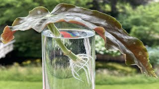 Begonia Maculata Stippenbegonia stekken op water propagation Angel Wing Begonia on water [upl. by Rikahs]