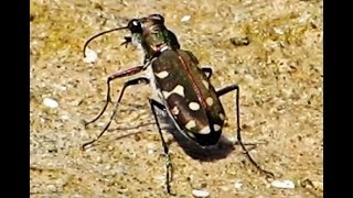 Tiger Beetles  Calomera littoralis winkleri Mandl 1934  Cyprus [upl. by Anetsirhc994]