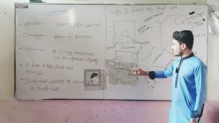 vacuole explained by student Mr Asim shah [upl. by Entwistle176]