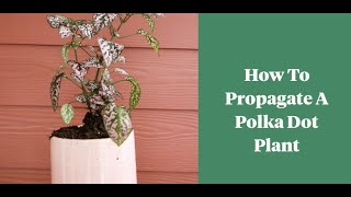 The easiest way to propagate a polka dot plant Hypoestes [upl. by Reiner]