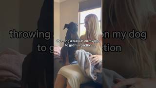 🫣🙅 throwing a blanket on my dog FAIL shorts dog pet funny fypシ゚viral fail short [upl. by Innor646]