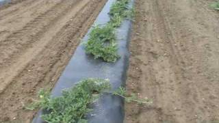 MaizeValleycom Water and Bees How we get watermelons to grow [upl. by Jordon]