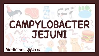 Campylobacter jejuni  campylobacter enteritis شرح عربي [upl. by Adnovad]