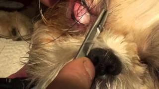 Treating a corneal ulcer in a bug eyed dog [upl. by Zora]