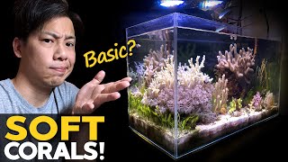 My BASIC Reef Tank 🚽 Soft Corals Macro Algae Mangrove Tank Update details in desc [upl. by Enrol]