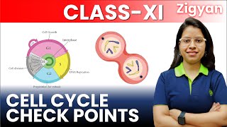 Cell cycle checkpoints  Lecture 2  Cell cycle and cell division  Class 11th  Biology  NEET [upl. by Geesey]