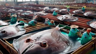 How European fishermen catch hundreds of tons of halibut and shrimp with trawls nets at sea [upl. by Roeser988]